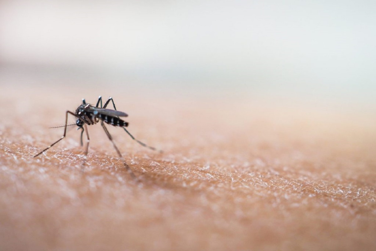 Mosquito Control Service